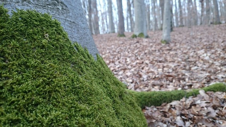 Mossy tree