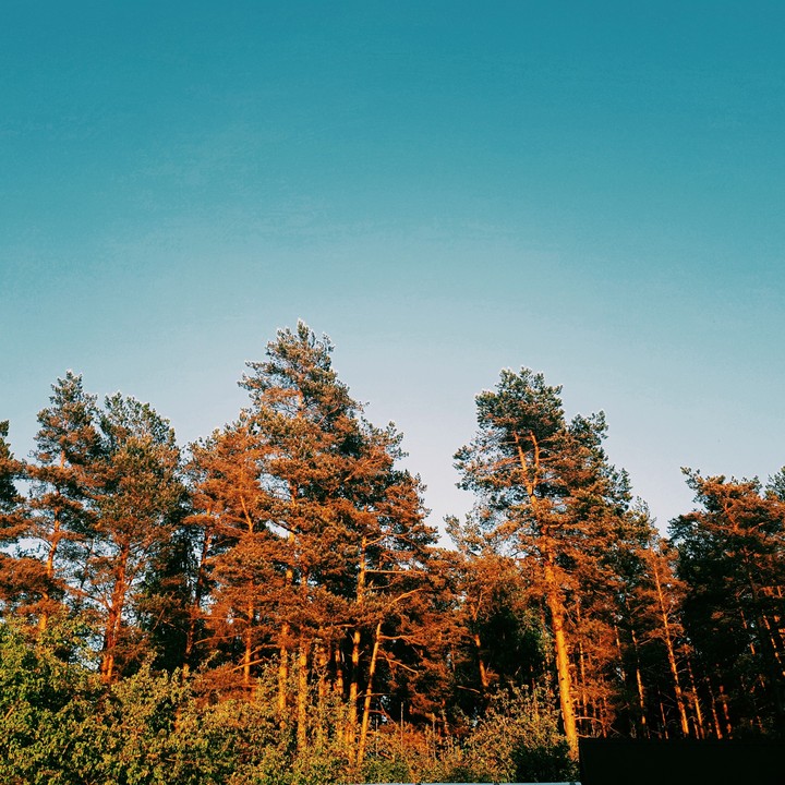 лес