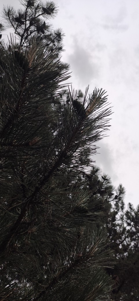 background sky and pine
