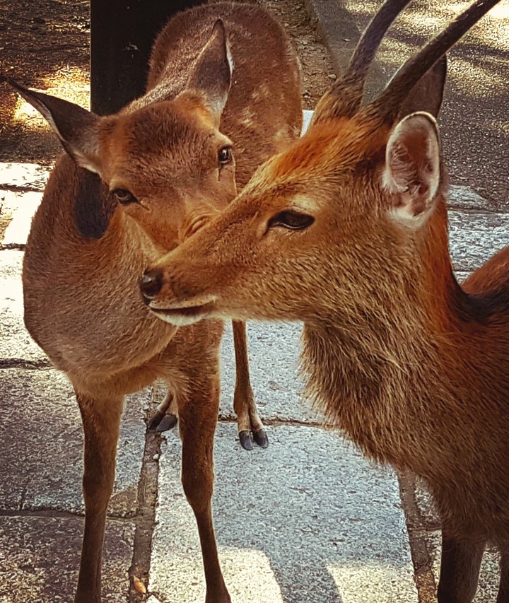 my dear deer