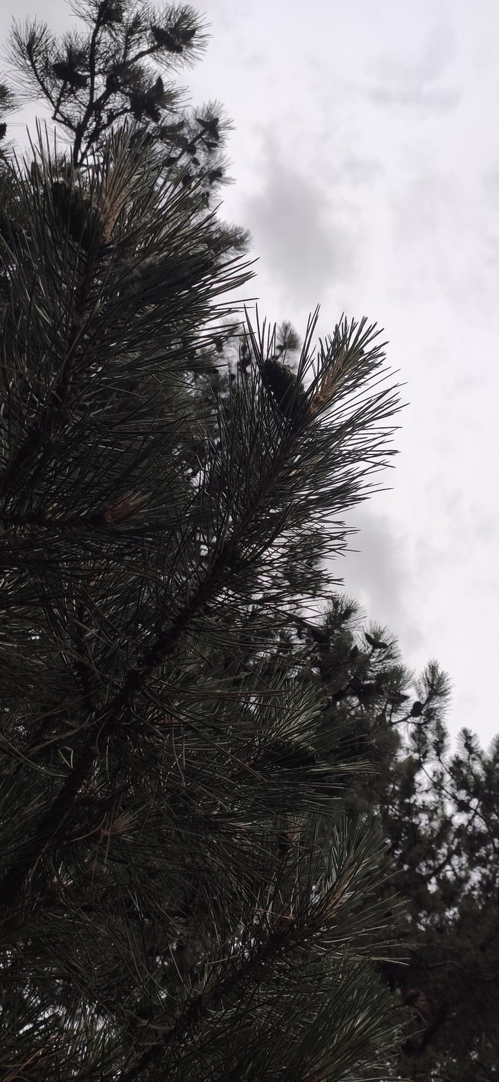 background sky and pine