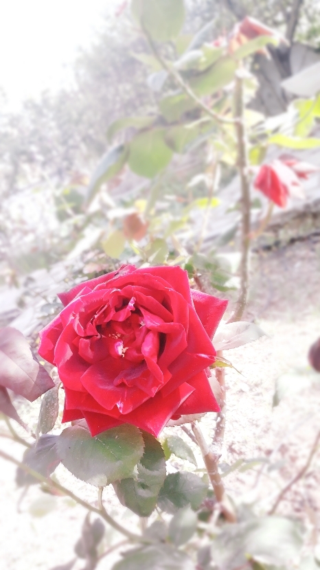 Rose ♡