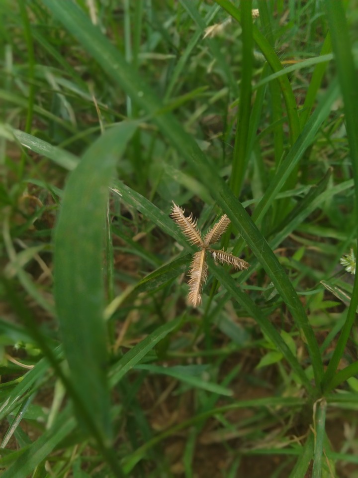 greengrass