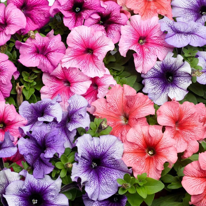 Colorful flowers