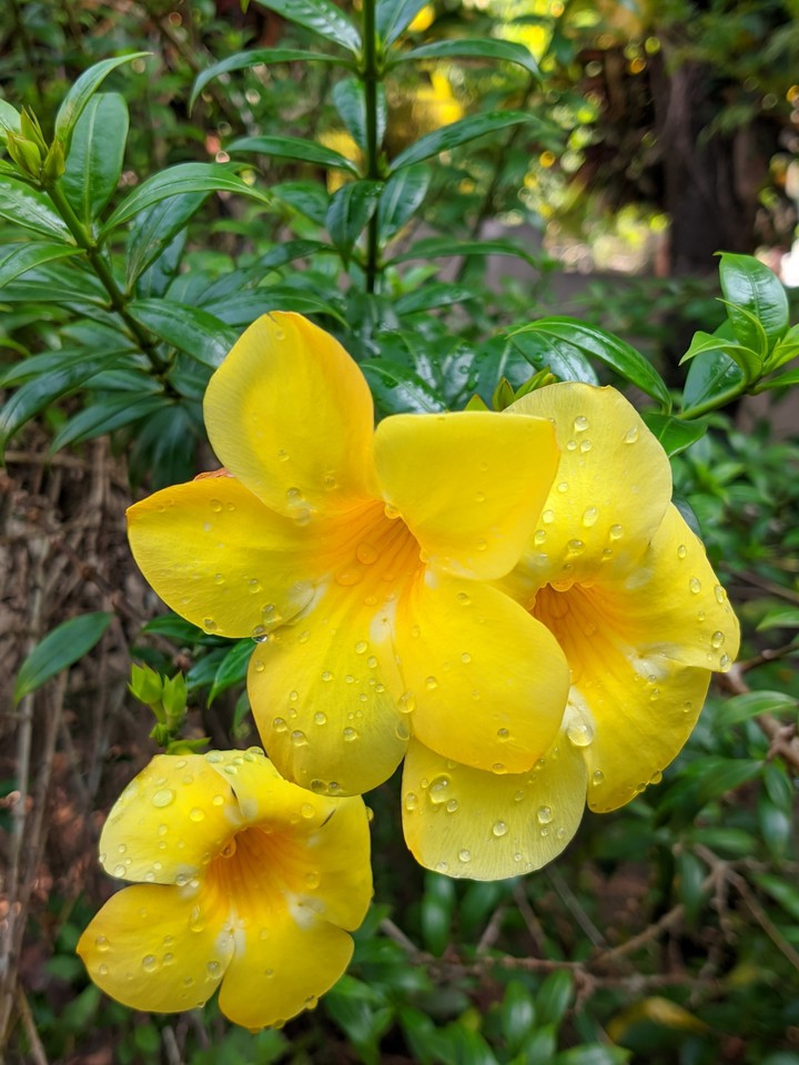 flower