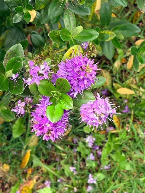 wildflower, pink achtergronden