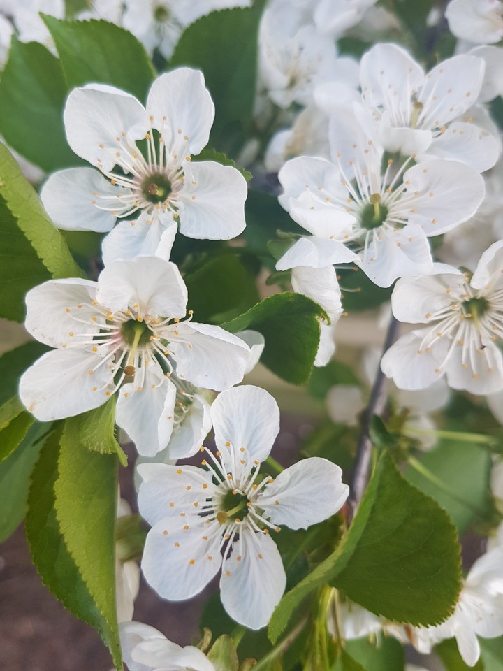 cherry blossom