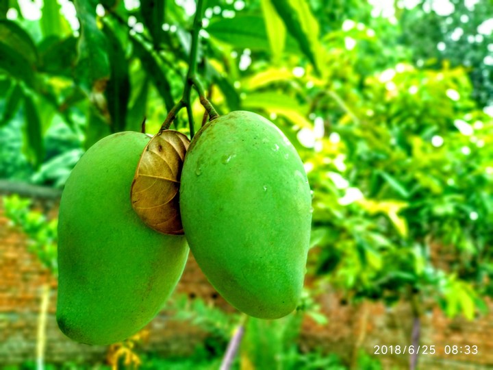 Mango