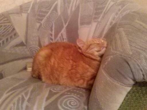my cat