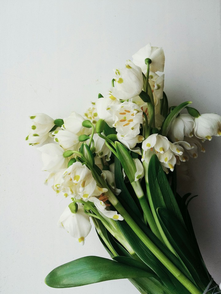 snowdrops