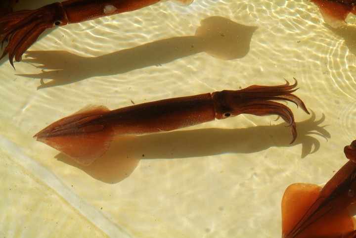 Animal