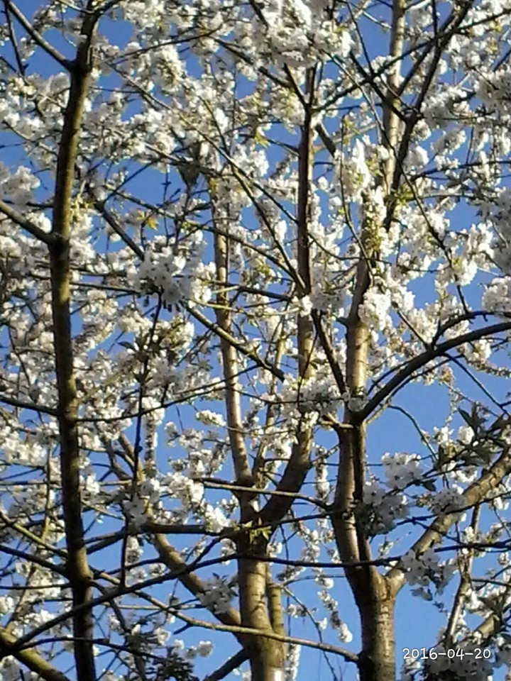 Kirschbaum