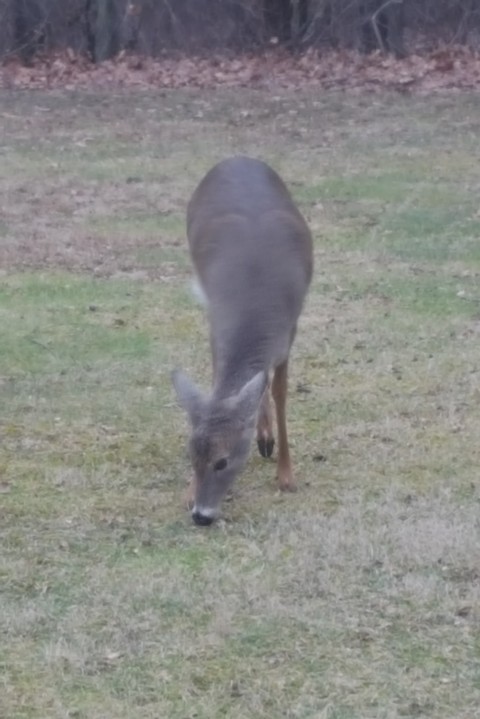 Deer before she ran.
