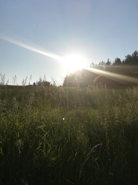 Afternoon