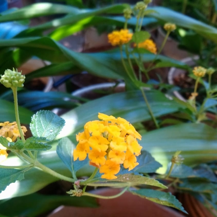 Flor