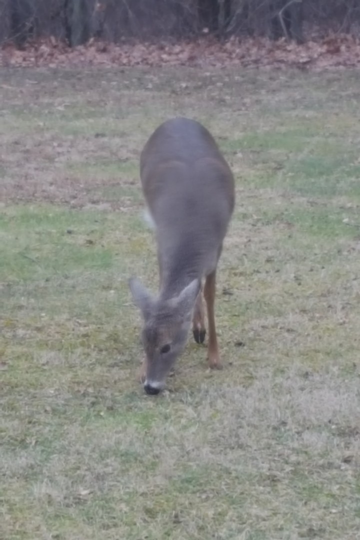 Deer before she ran.