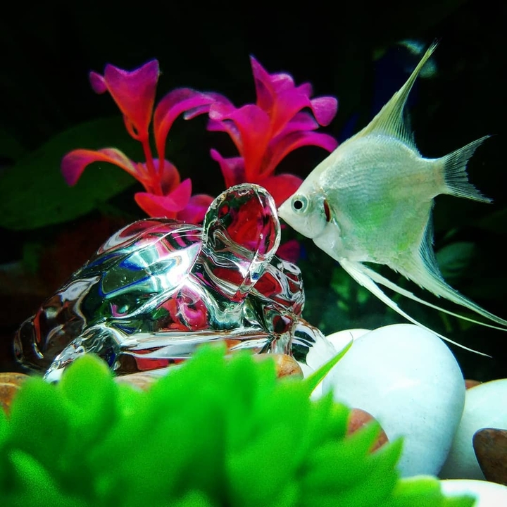 kissing angelfish