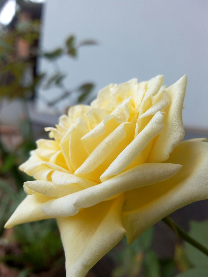 rose