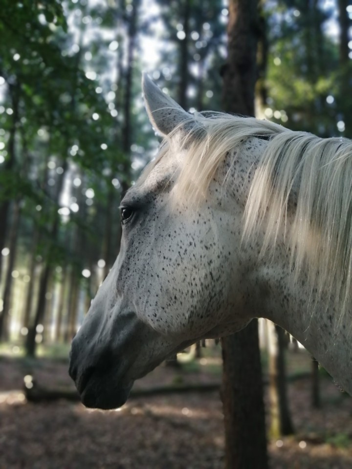 Just a Horse