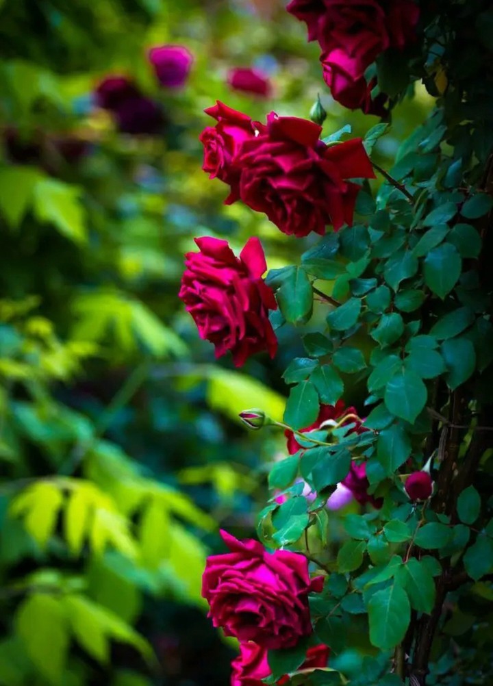 Natural Rose