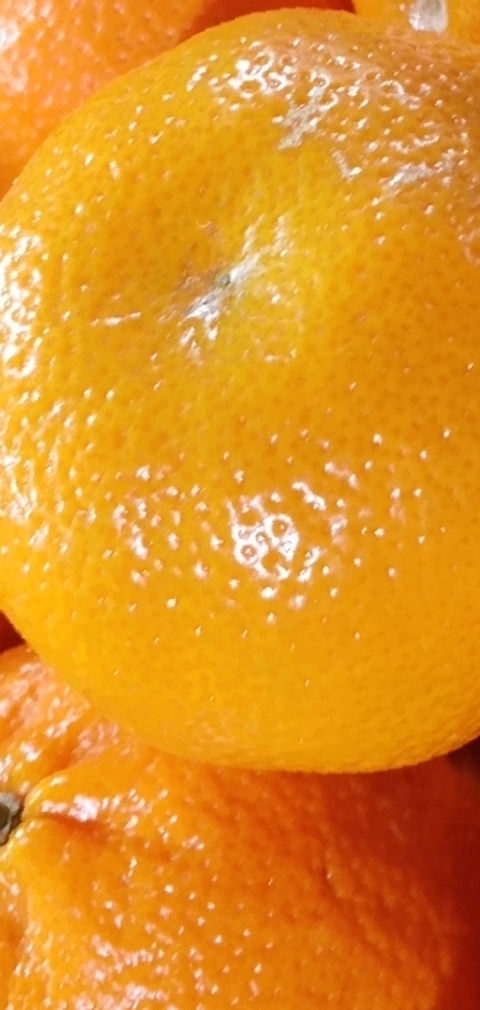 sfondi Citrus, Ingredient