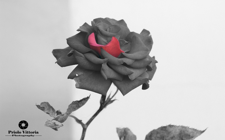Petal splash