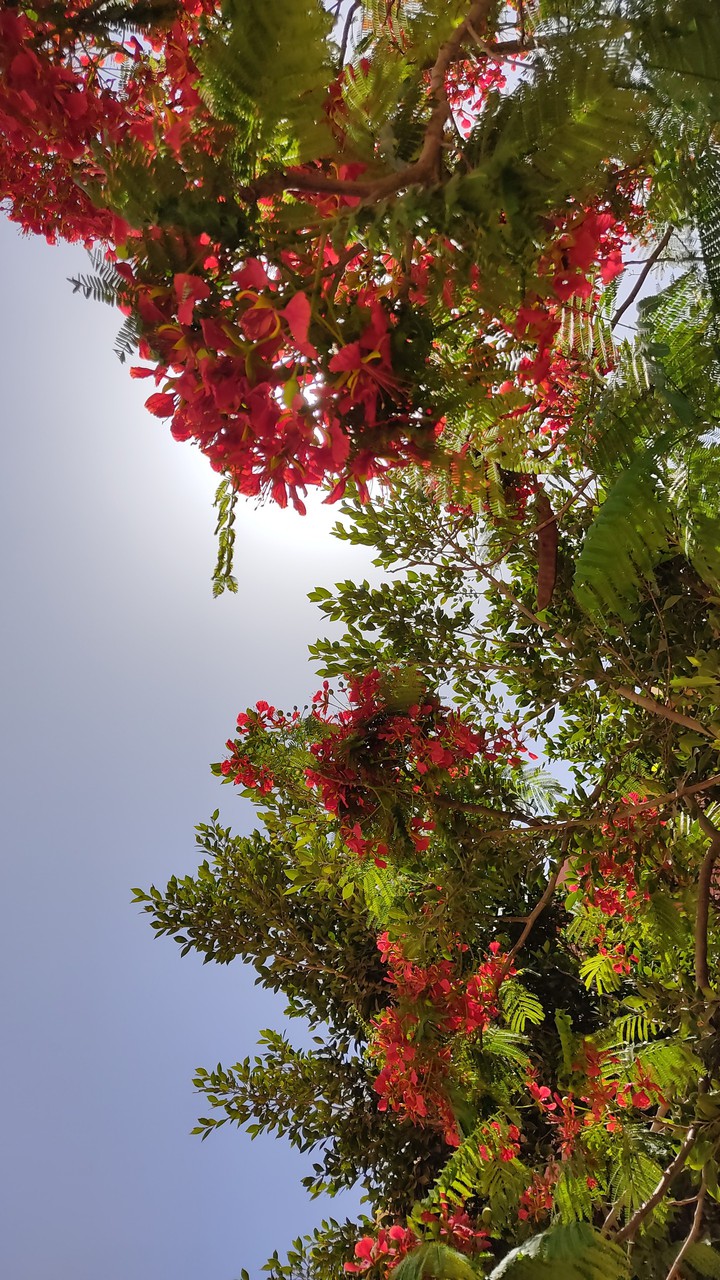 red flower