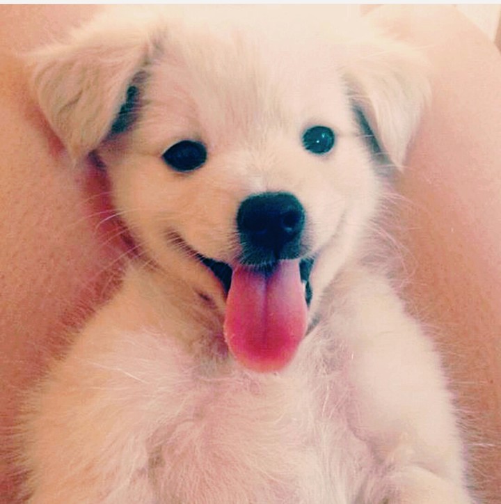dogs