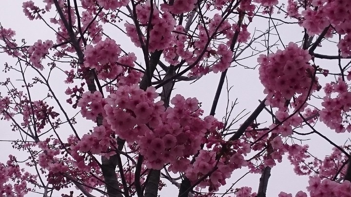 cherry blossoms