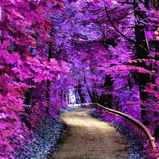 pink road