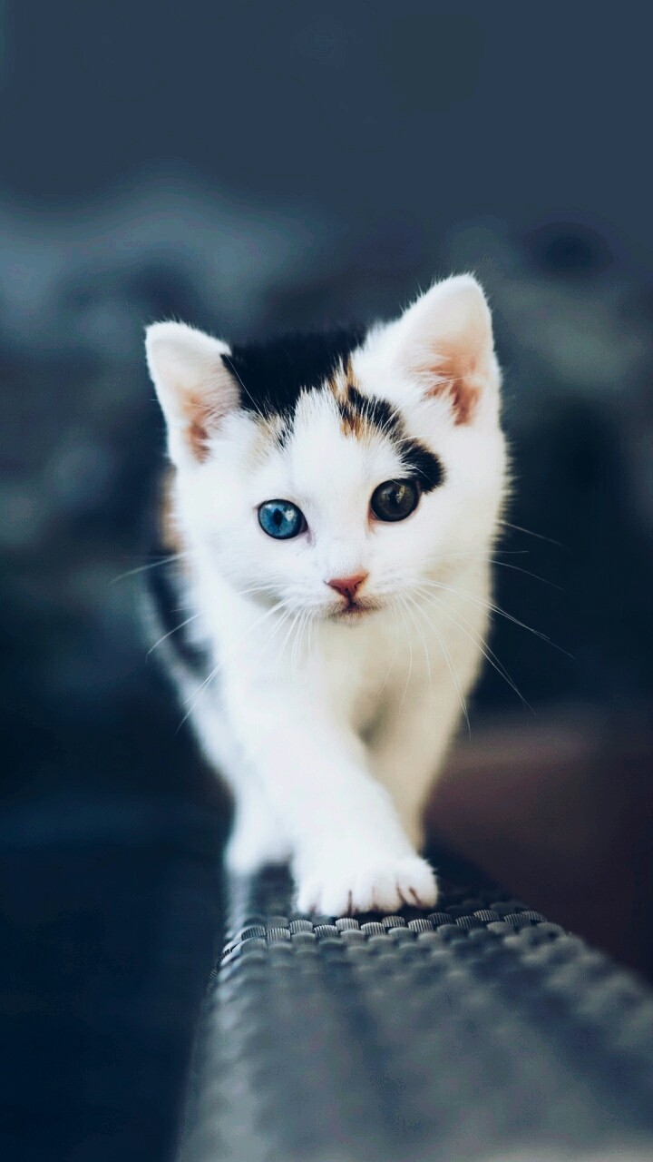 Cute Cat