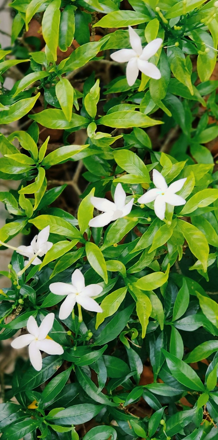 White flower#shamir