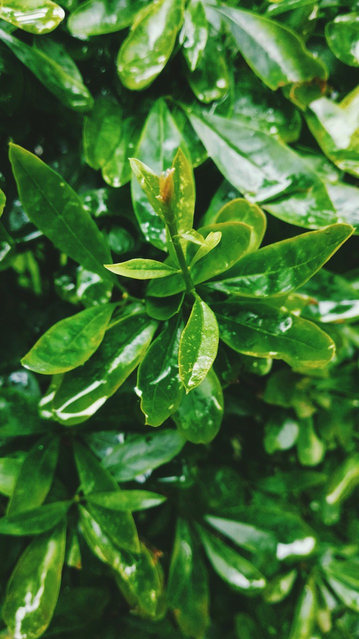 Leaves after the rain