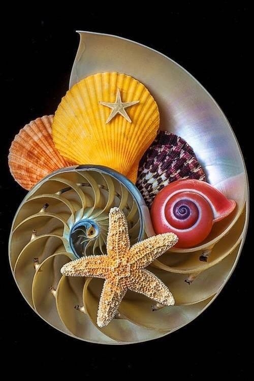 shells