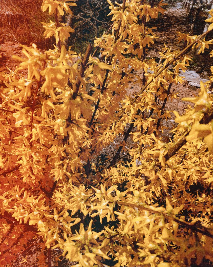 Yellow spring