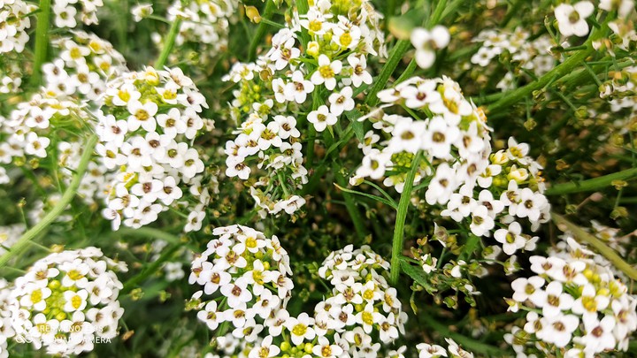 white flowers