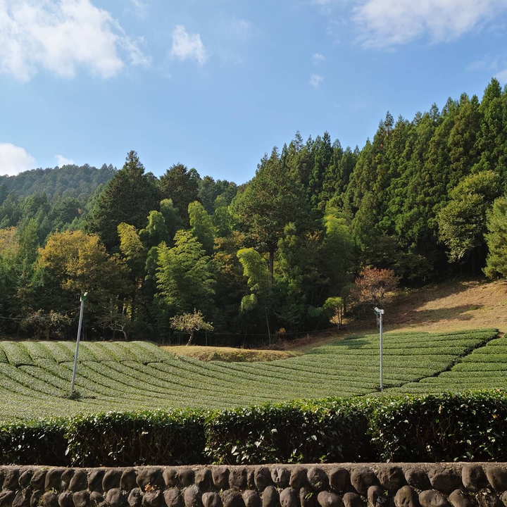 山の茶畑