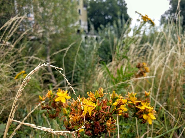 St. John's Wort