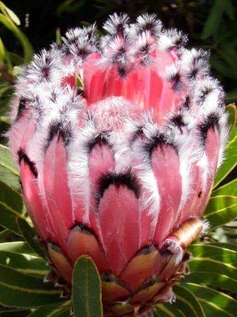 flover