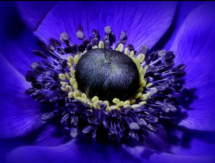 Royal blue