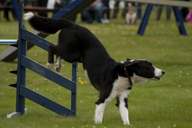 The Border Collie Because There Is No Better Dog