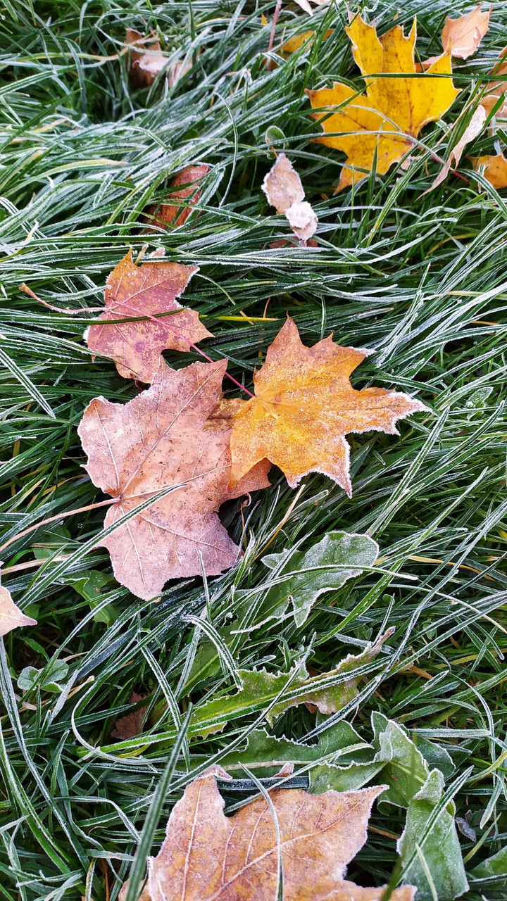 autumn