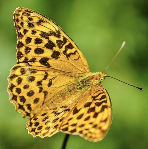 sfondi closeup, butterfly