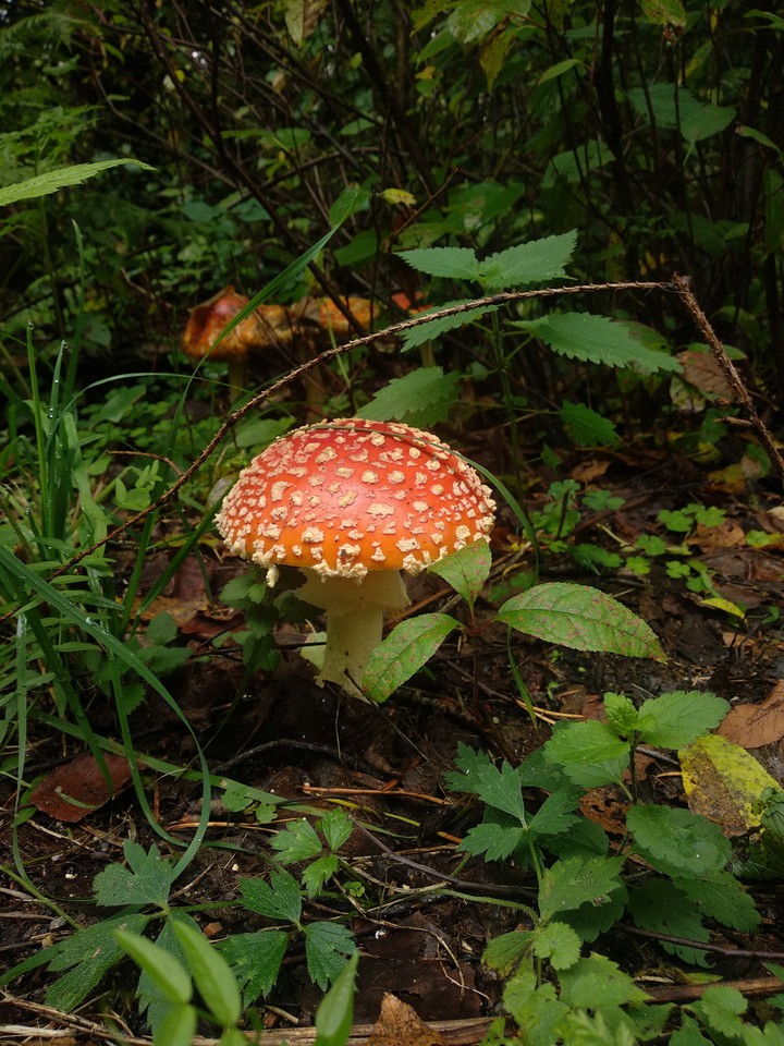 mushrooms in the forest