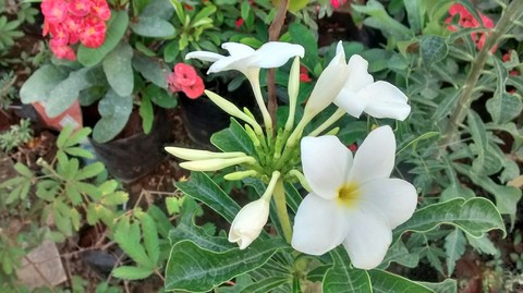 Flower