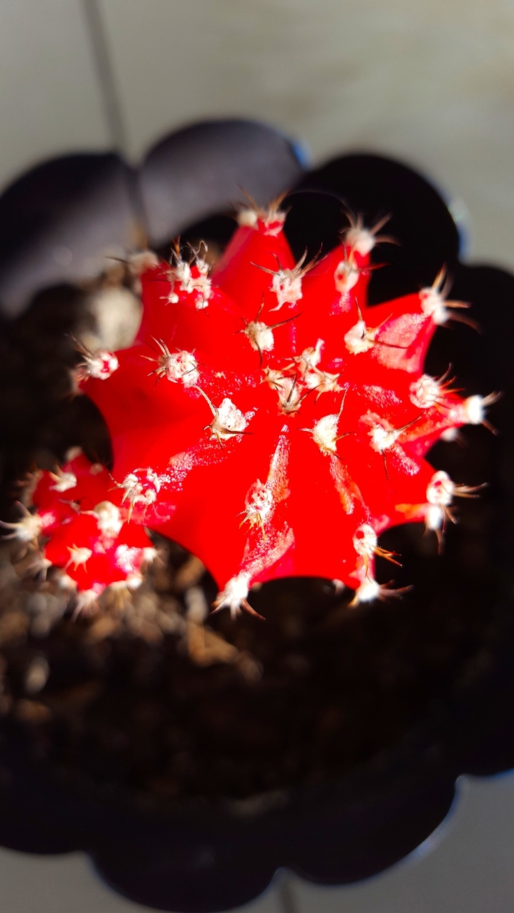 red