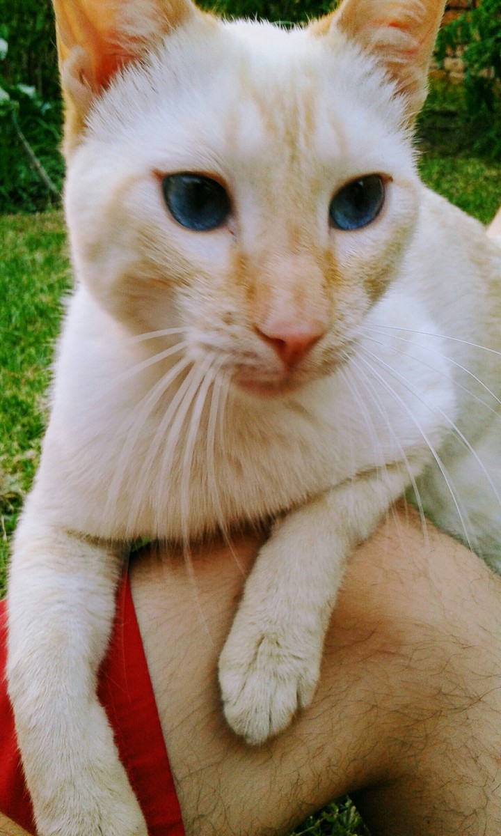 cat