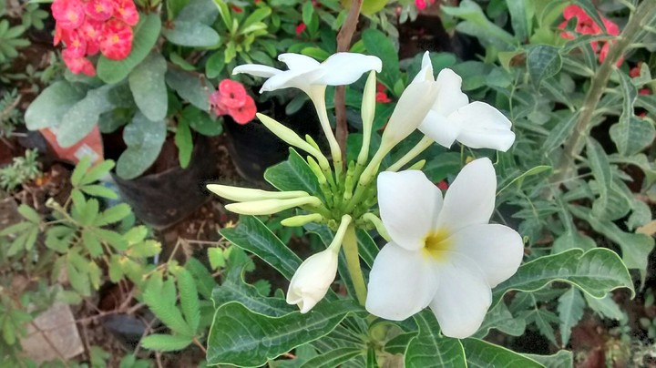 Flower
