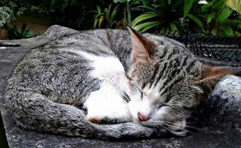 Good sleep ......
