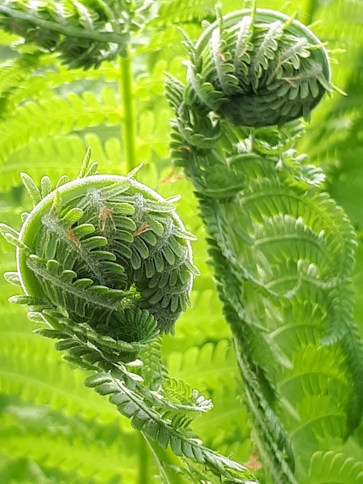 fern